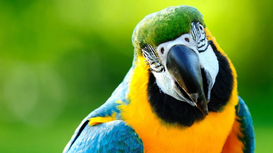 Rogue Parrot Disrupts Brazilian Youth Soccer Match, Halting Play Twice