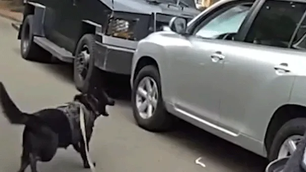 Police K-9 Deployed Through Window to End 40-Minute Standoff with Suspected Impaired Driver