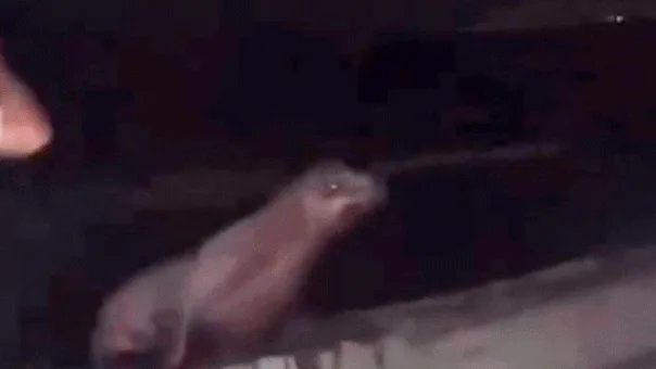 San Diego Teen Pleads Guilty to Federal Charges After Kicking Sea Lion in Viral Video