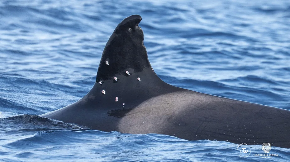 Investigation Launched After Oldest Iberian Orca Discovered with Suspected Shotgun Wounds