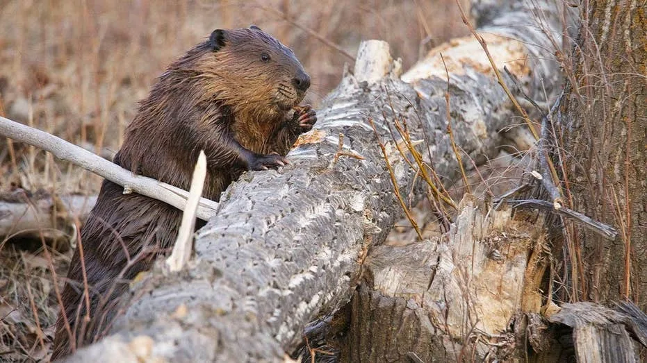 Maryland Records Third Beaver Attack in Weeks; Officials Search for Animal After Girl Bitten at State Park